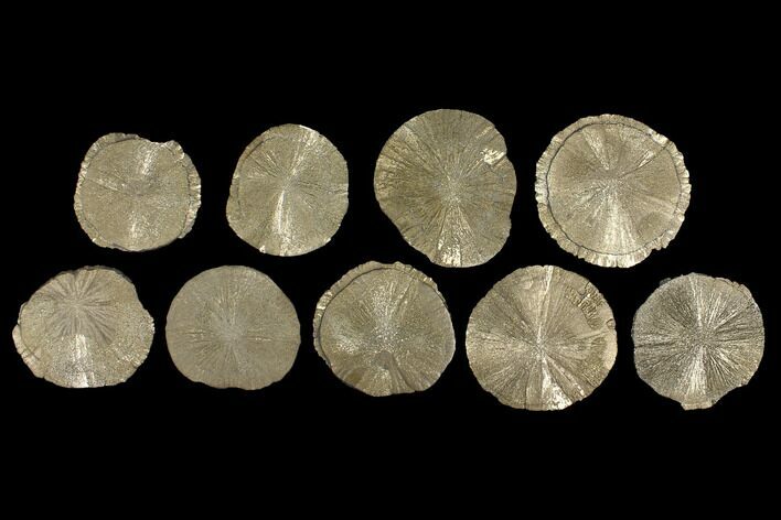 Lot: Pyrite Suns From Illinois - Pieces #92543